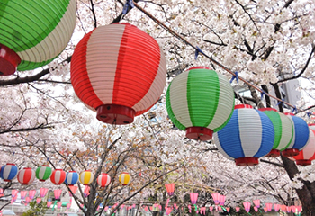 桜まつり （龍ケ崎市愛国学園）-